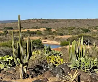 Descubra a Fauna e Flora da Caatinga em Petrolina