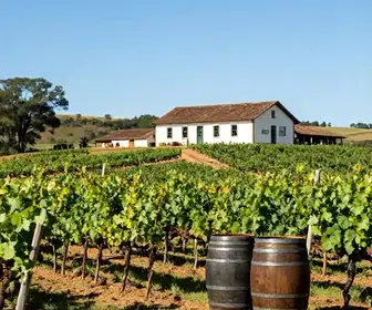Descubra a Vinícola Bianchetti Tedesco: Um Tesouro em Lagoa Grande - PE