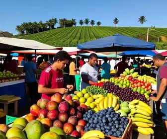 Melhores Locais para Comprar Frutas Frescas do Vale do São Francisco em Petrolina